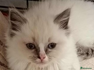 Ragdoll cats 1 Ragdoll Kittens 2 Adult Ragdolls - Advert 14
