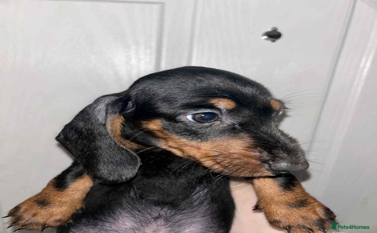 Dachshund dogs - Advert 1