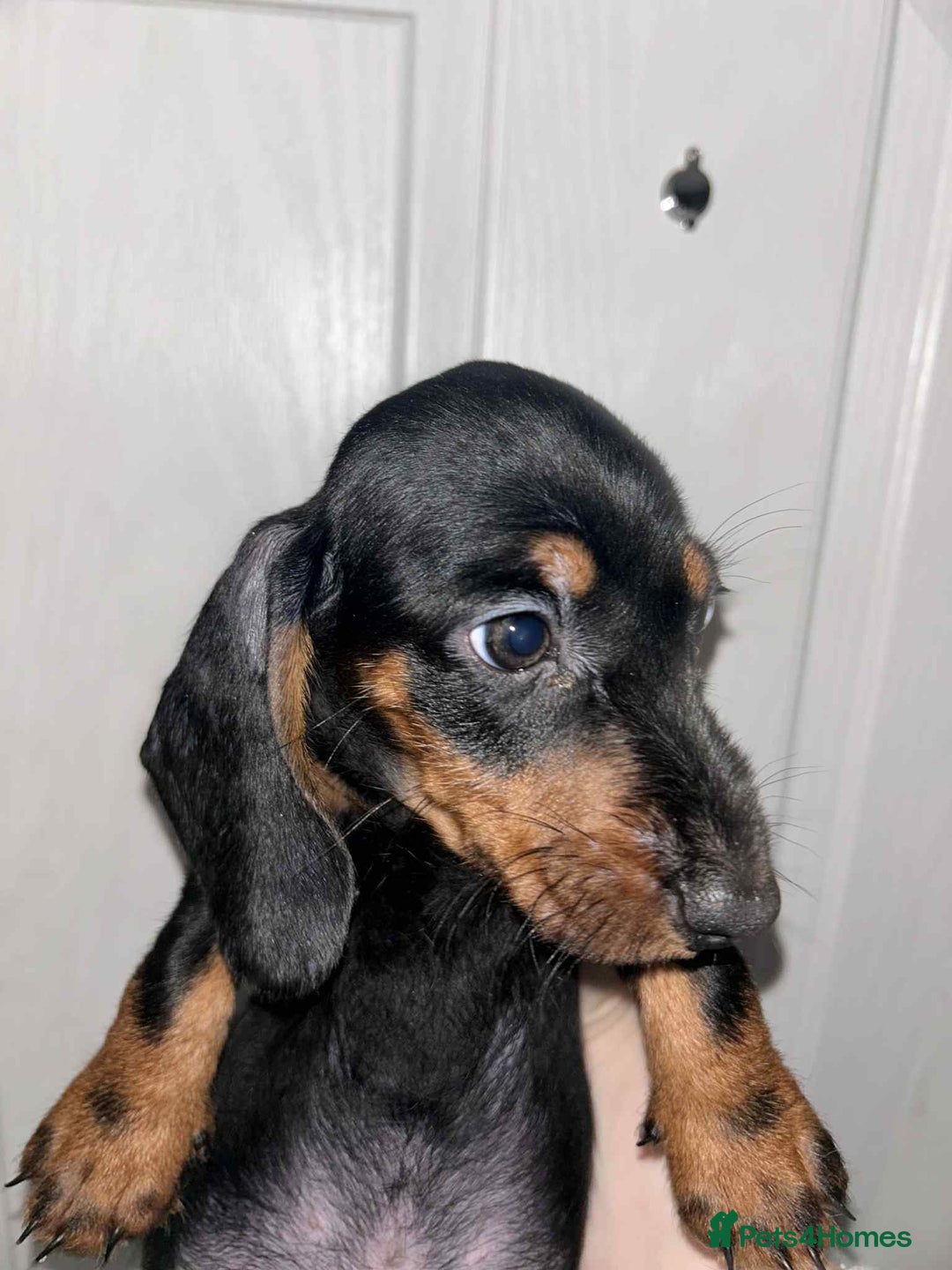 Dachshund dogs for sale: Beautiful daschunds  - Image 1