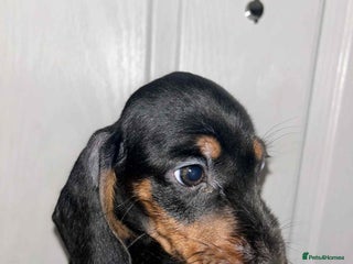 Dachshund dogs - Advert 34