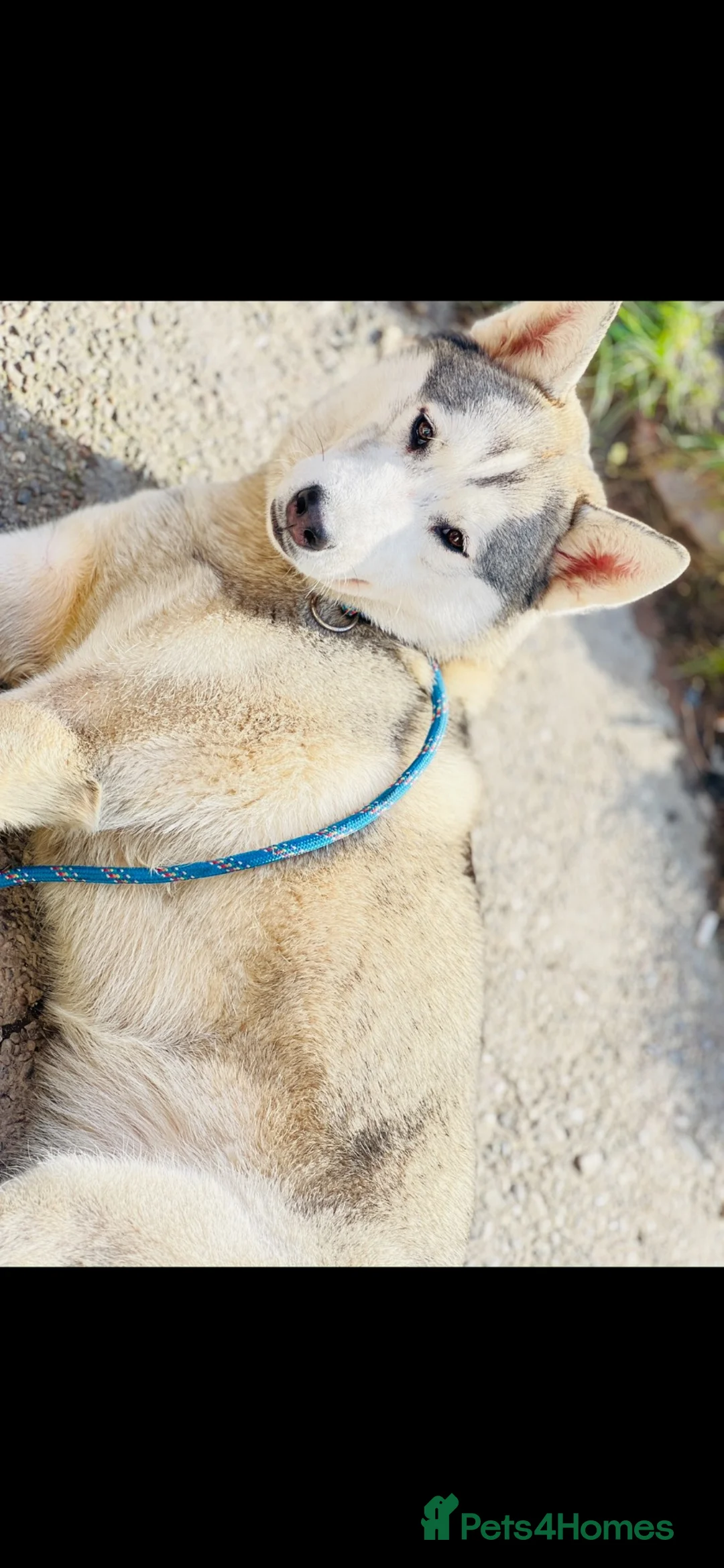 Shepsky dogs for sale: Shepsky puppies  in Manchester - Advert 19