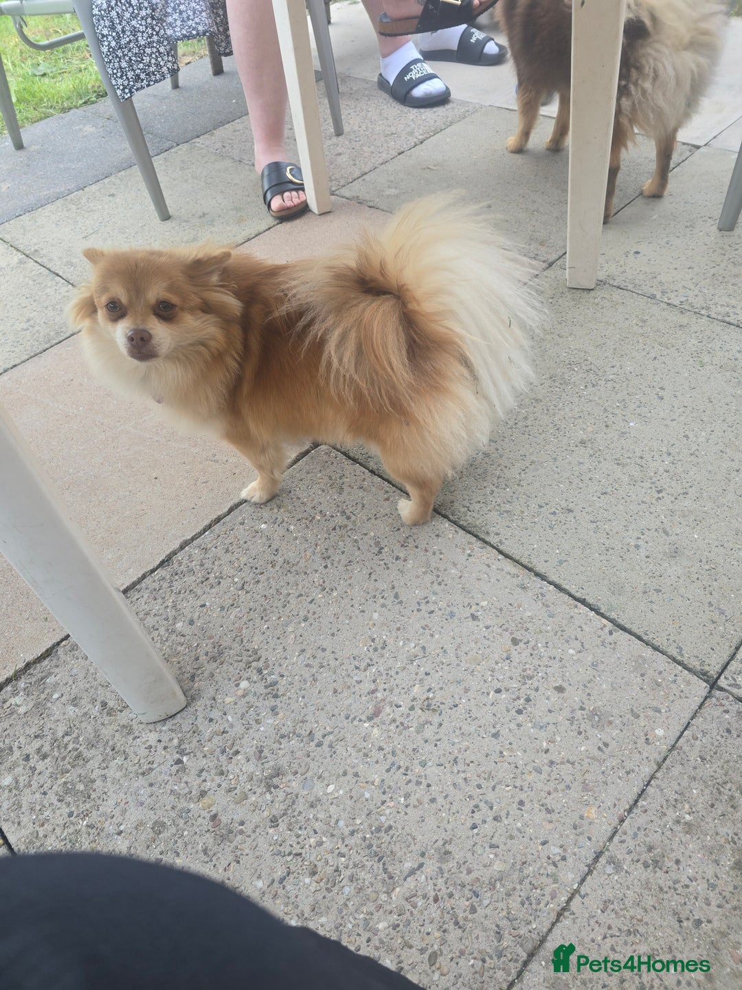 Pomeranian dogs for sale: Beautiful half Russian pomeranian puppy's in Rugby - Image 8