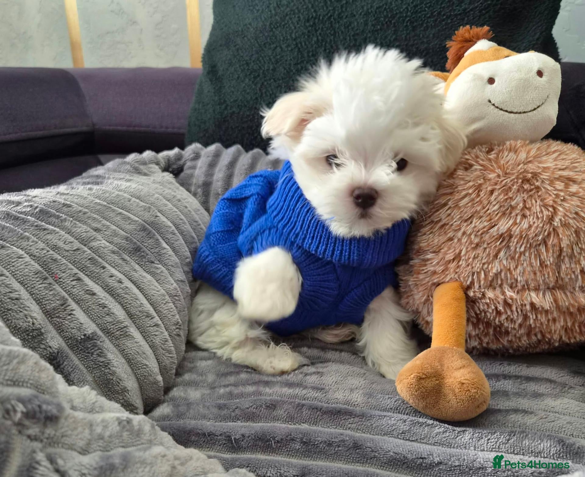 Maltese dogs for sale: 🐶Last Maltese Boy-Ready for His New Home❤️ - Advert 3