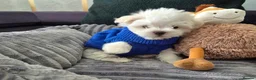 Maltese dogs for sale: 🐶Exceptional Maltese Puppies–ONLY 2 BOYS LEFT  - Advert 6