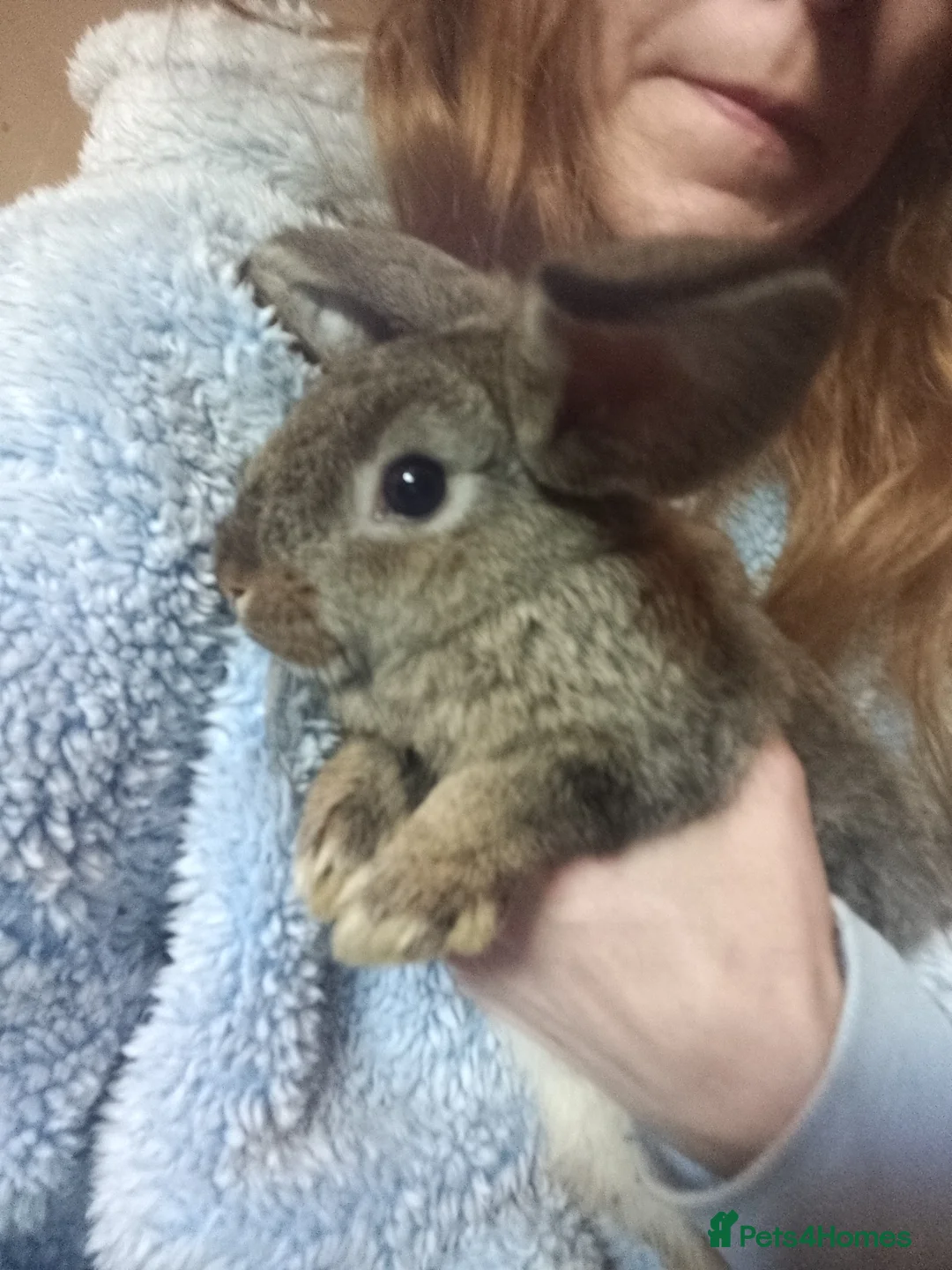 Lionhead rabbits for sale: Giant lops - Advert 4