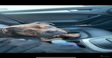 Mixed Breed dogs Mixed Breed puppies  - Advert 9