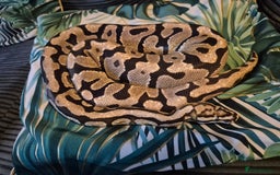Python Snake reptiles for sale: Ball/Royal Python(Fire Spotnose Het Clown)for sale - Image 6