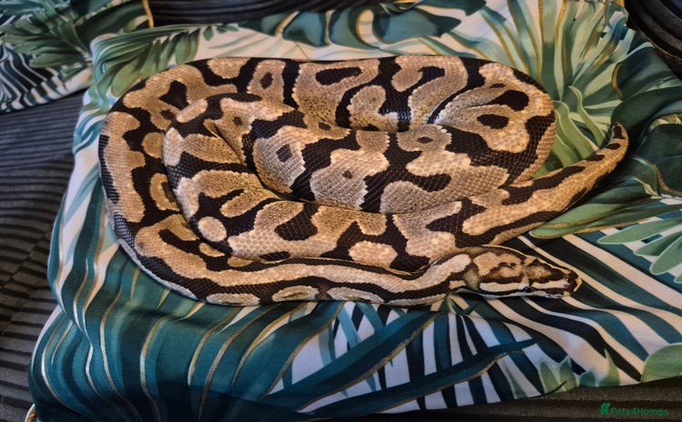 Python Snake reptiles Ball/Royal Python(Fire Spotnose Het Clown)for sale - Advert 11
