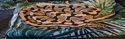 Python Snake reptiles for sale: Ball/Royal Python(Fire Spotnose Het Clown)for sale - Advert 1
