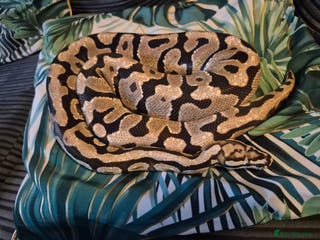 Python Snake reptiles Ball/Royal Python(Fire Spotnose Het Clown)for sale - Advert 1