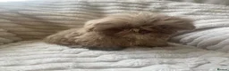 Shih Tzu dogs for sale: Beautiful shihtzu pups  - Advert 13