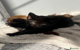 Mixed Breed cats for sale: X2 male kittens looking for their forever home - Image 8