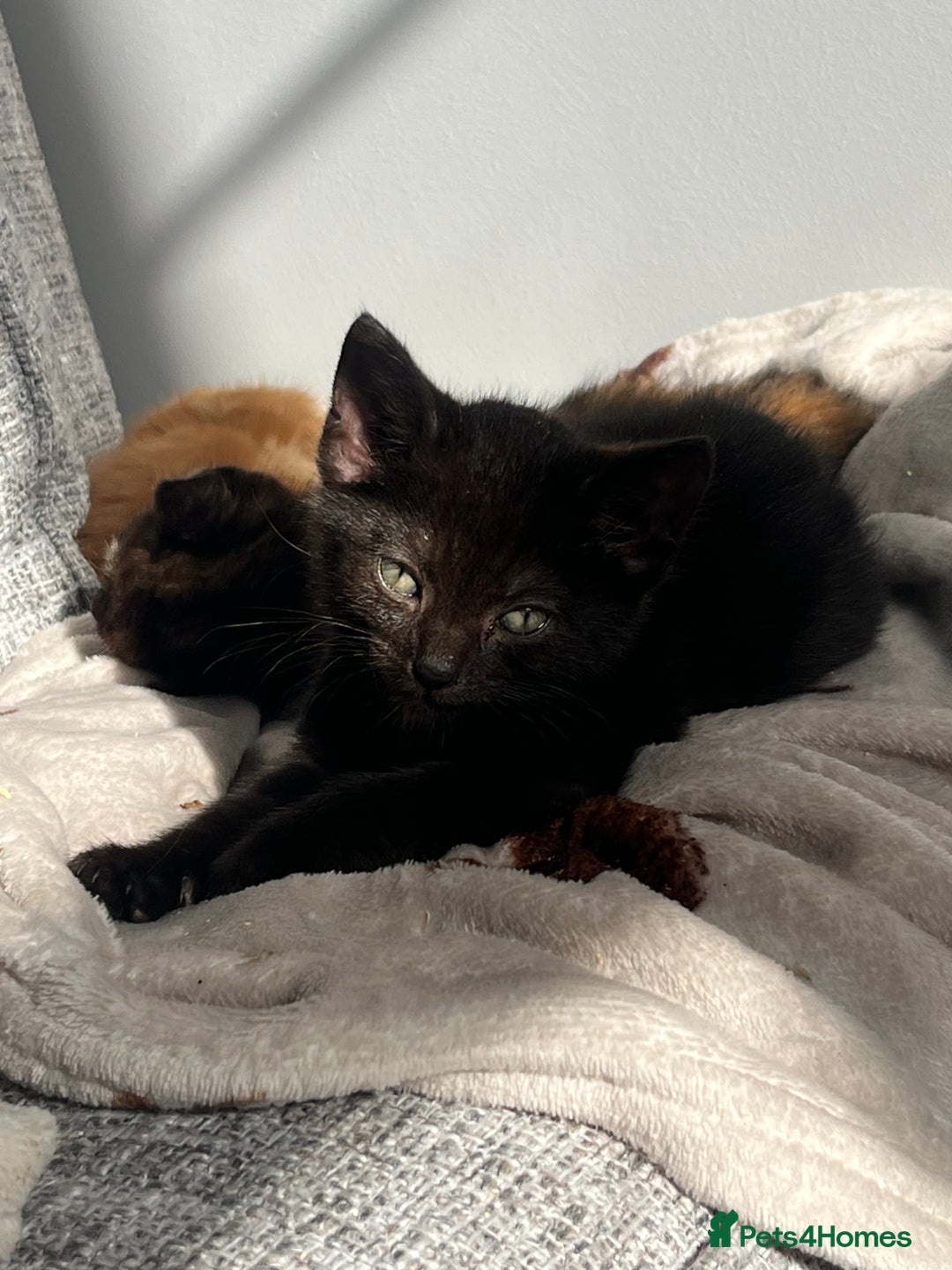 Mixed Breed cats for sale: X2 male kittens looking for their forever home - Image 8
