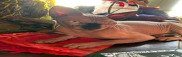 Sphynx cats for sale: Male and female Sphynx  - Advert 3