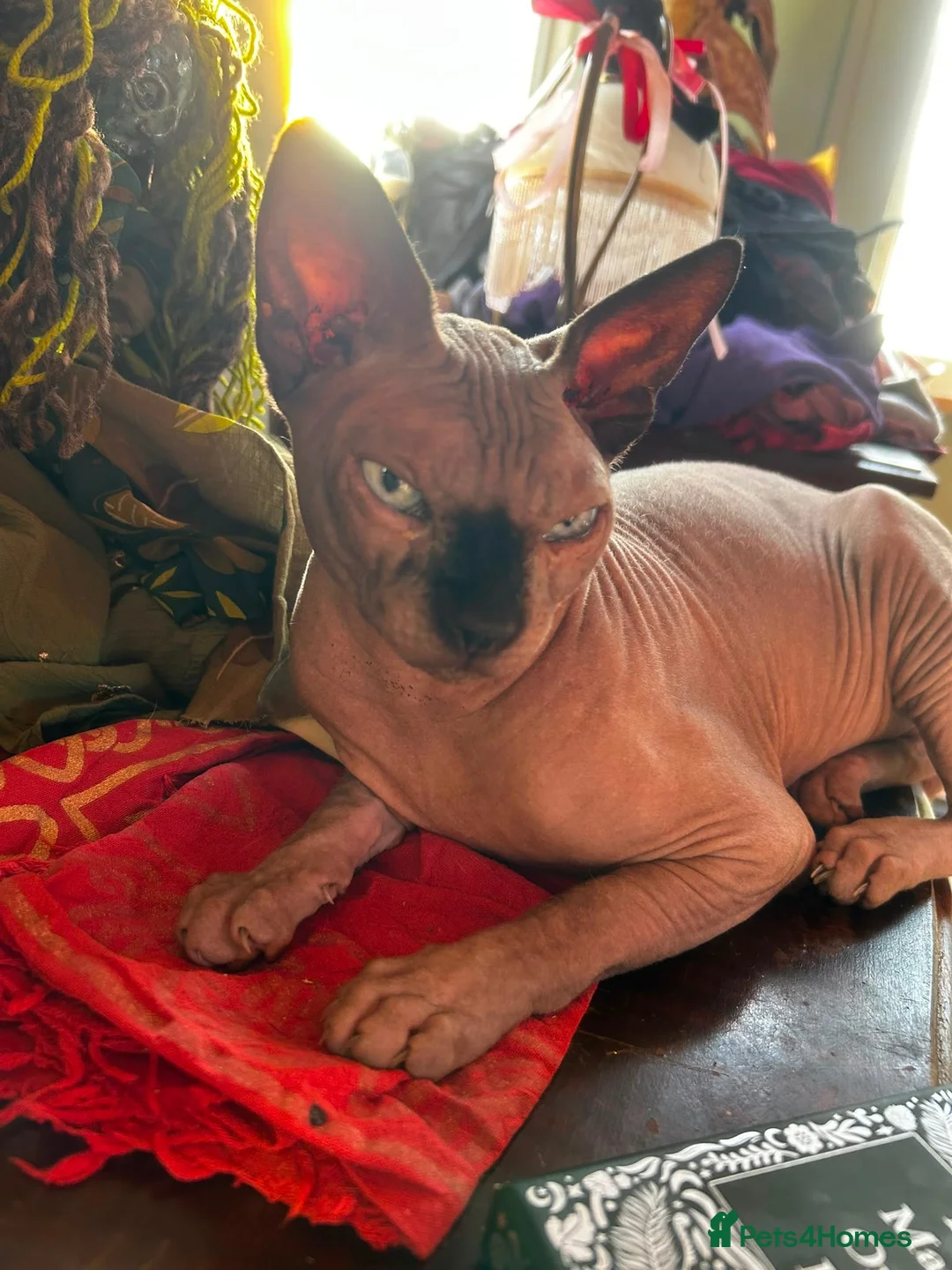 Sphynx cats for sale: Male and female Sphynx  - Advert 3