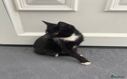 Mixed Breed cats for sale: Girl kitten ready now  - Image 3