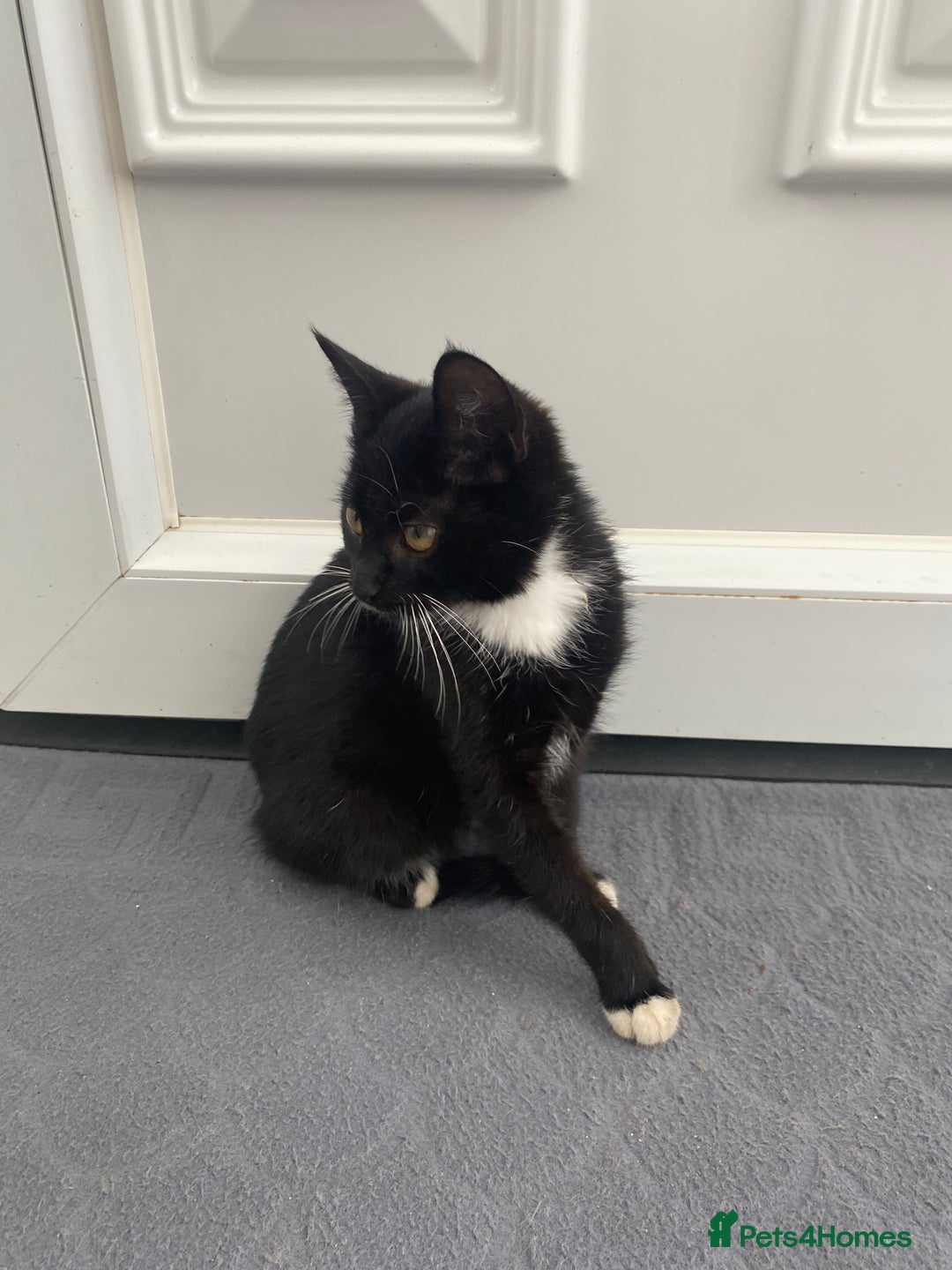 Mixed Breed cats for sale: Girl kitten ready now  - Image 3