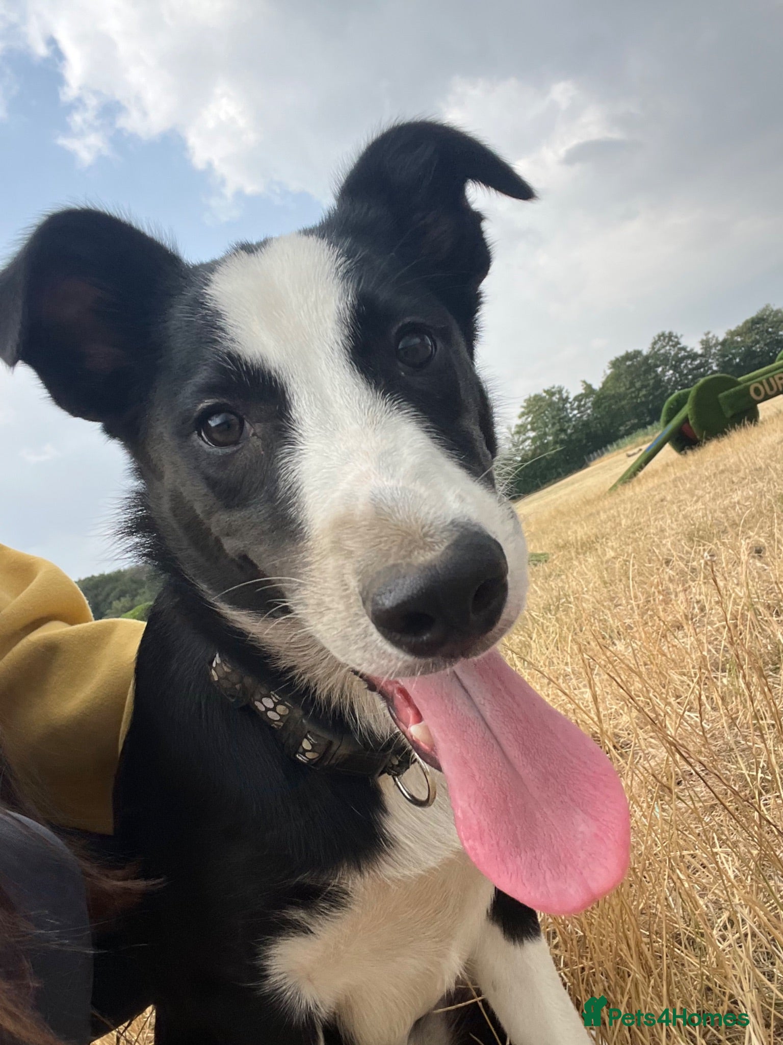 Border Collie dogs Border collie - Advert 2