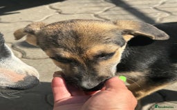 Mixed Breed dogs for adoption: DARIA -  a superb little girl, for a Loving Home - Image 19