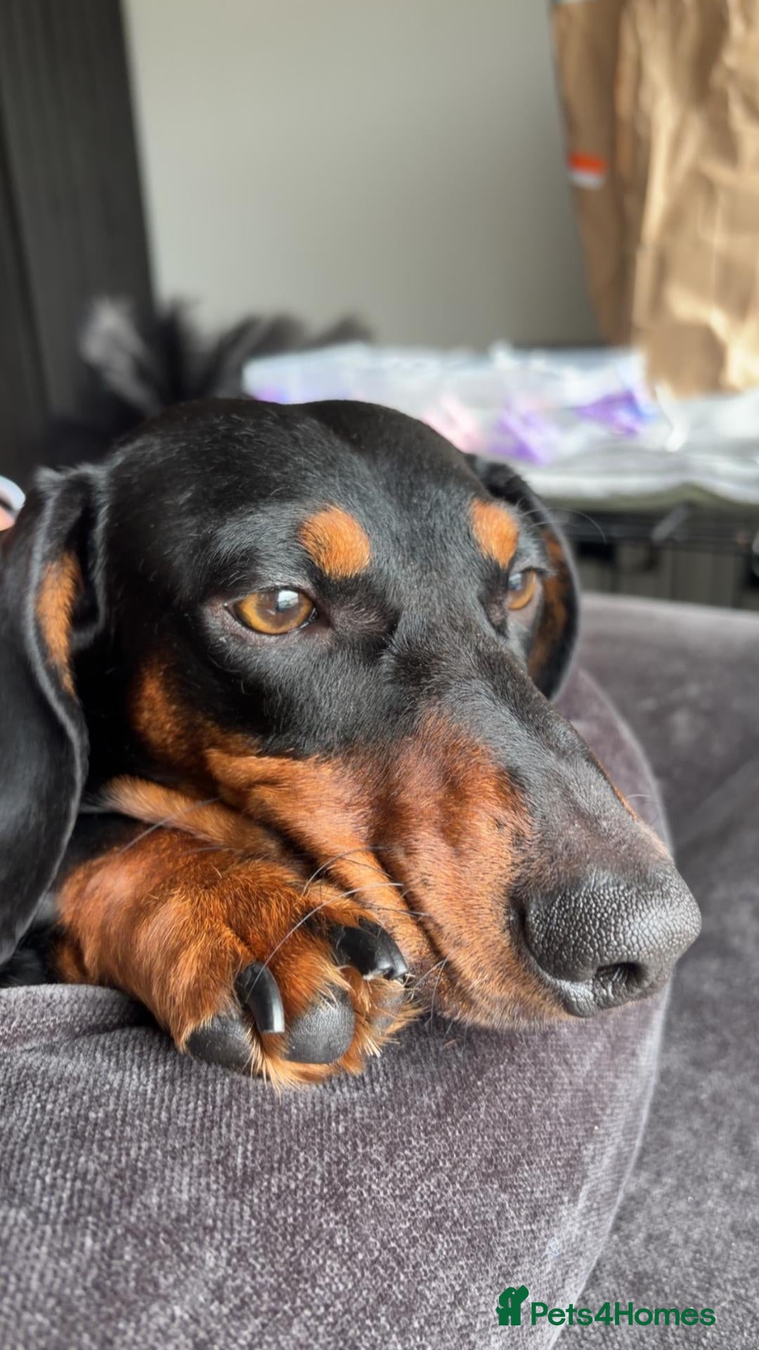 Dachshund dogs Stunning Standard Dachshund for Stud - Advert 1