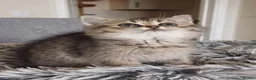 British Shorthair cats for sale: Beautiful TICA Scottish Straight and Fold kittens  - Advert 6