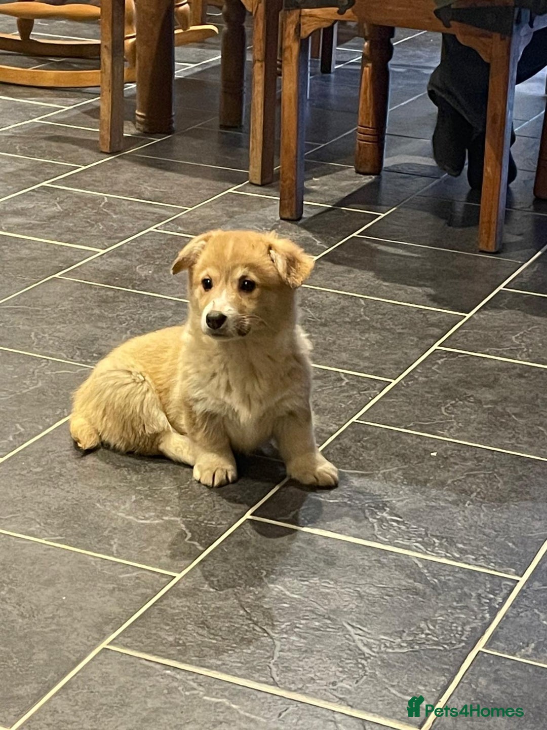 Welsh Corgi Pembroke dogs for sale: KC Registered Pembrokeshire Corgi Puppies - Advert 18