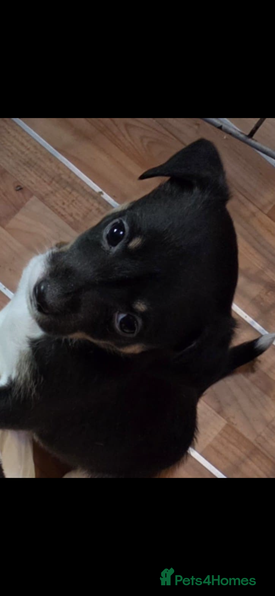 Jack Russell dogs for sale: Jack Russel puppies - Image 7