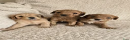Cavapoo dogs for sale: Beautiful F1 Cavapoo Girls - Advert 17