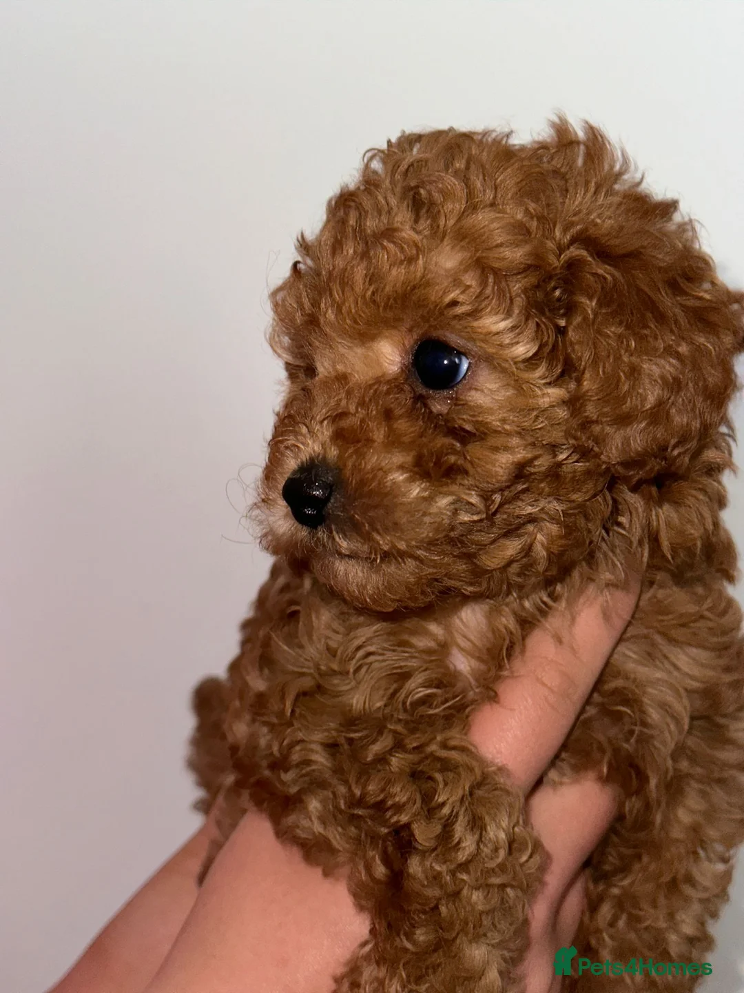 Toy Poodle dogs for stud:  **  Asian KC Toy Poodle for Stud DNA tested in Rickmansworth - Advert 26