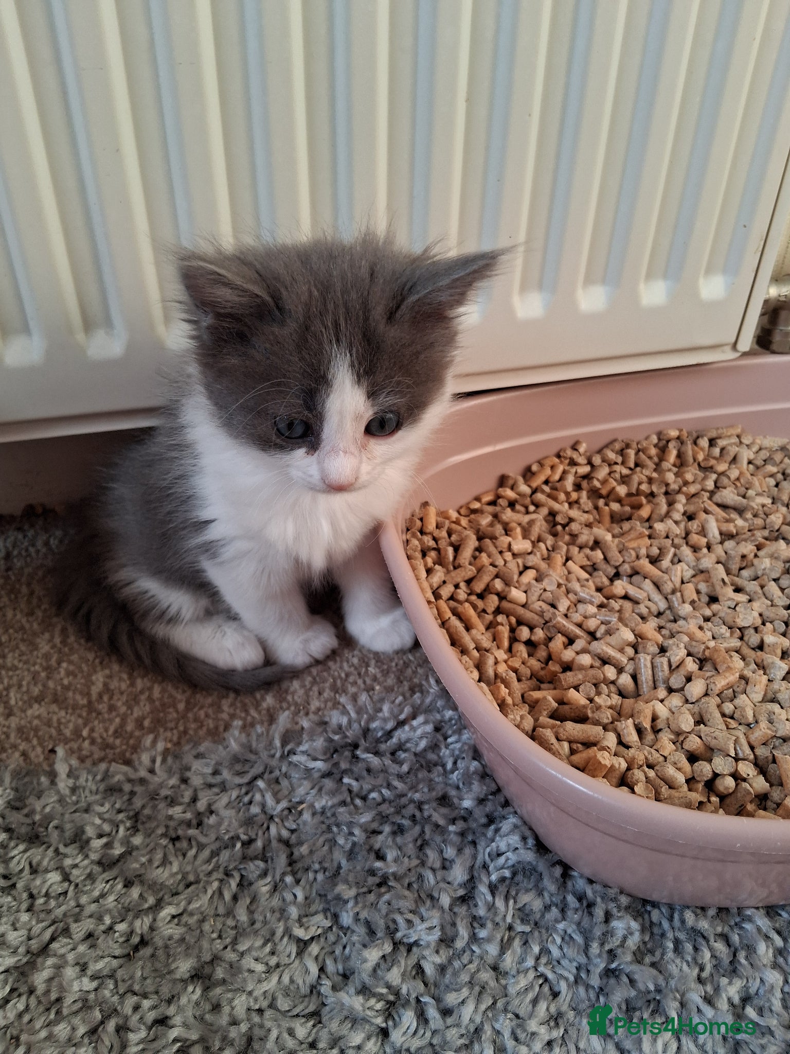 Mixed Breed cats for sale: Ragdoll X Kittens - Advert 5