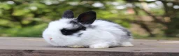 Angora rabbits for sale: Angora Bunnies Ready to leave  - Advert 4