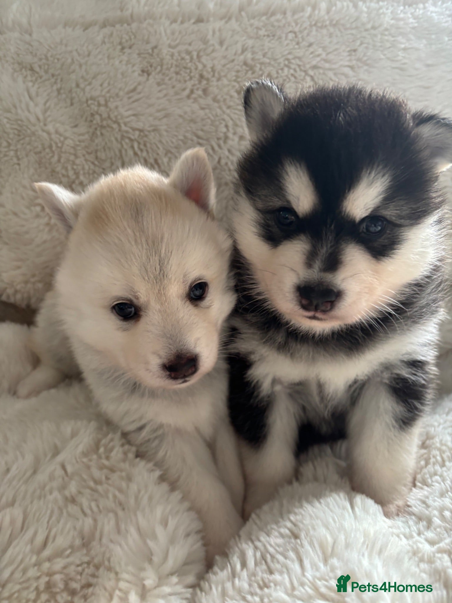Pomsky dogs Stunning F3 fluffy pomsky puppies  - Advert 3