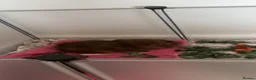 Guinea Pig rodents for sale: Two male guinea pigs in Stevenage - Advert 5