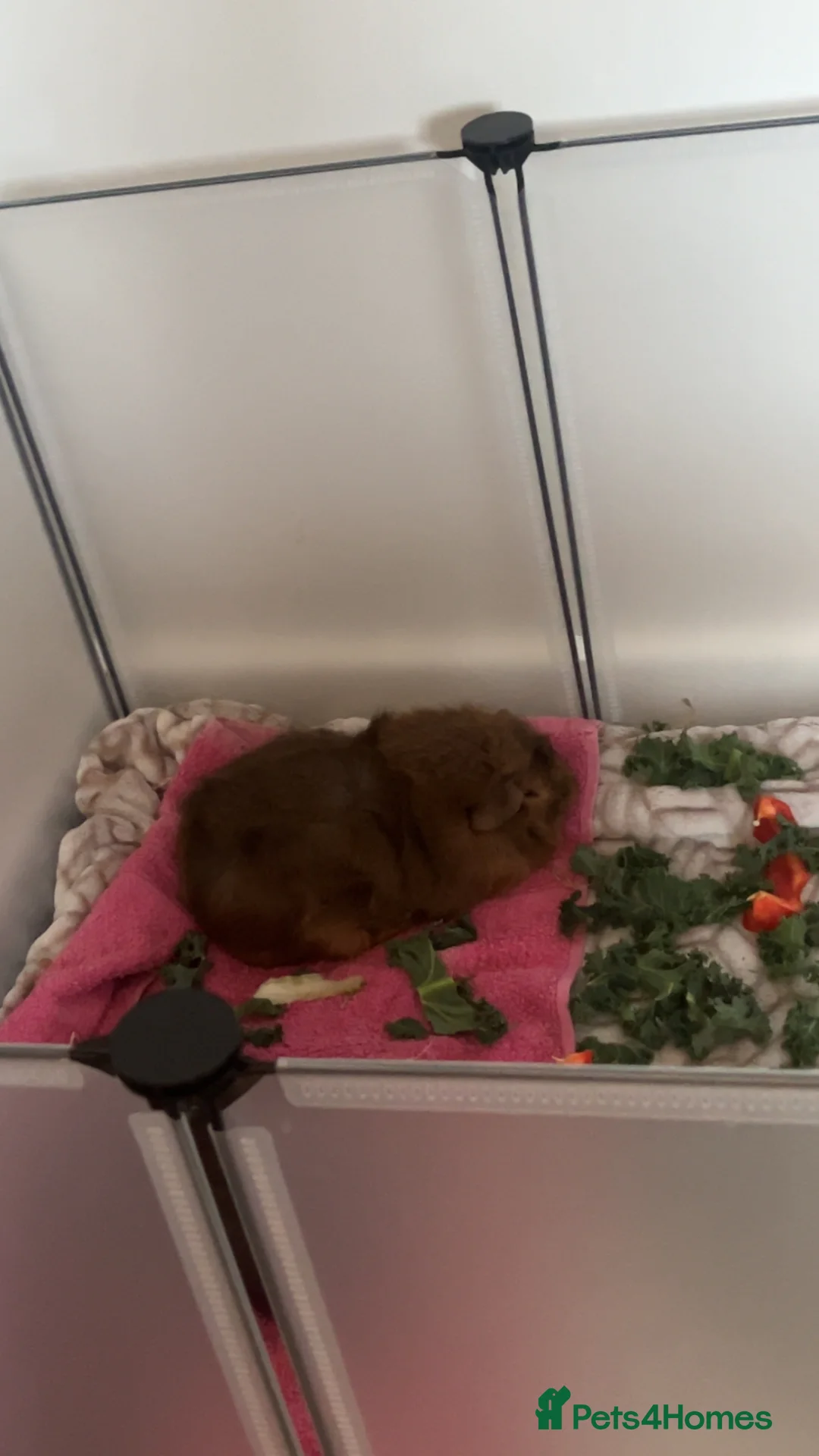 Guinea Pig rodents for sale: Two male guinea pigs in Stevenage - Advert 5