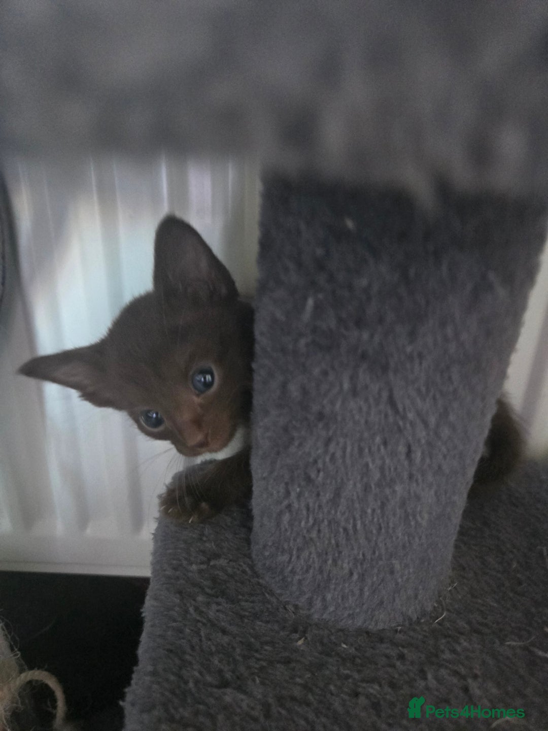 Siamese cats for sale: Beautiful 2 Havana browns and 2 C/ point siamese  - Image 7