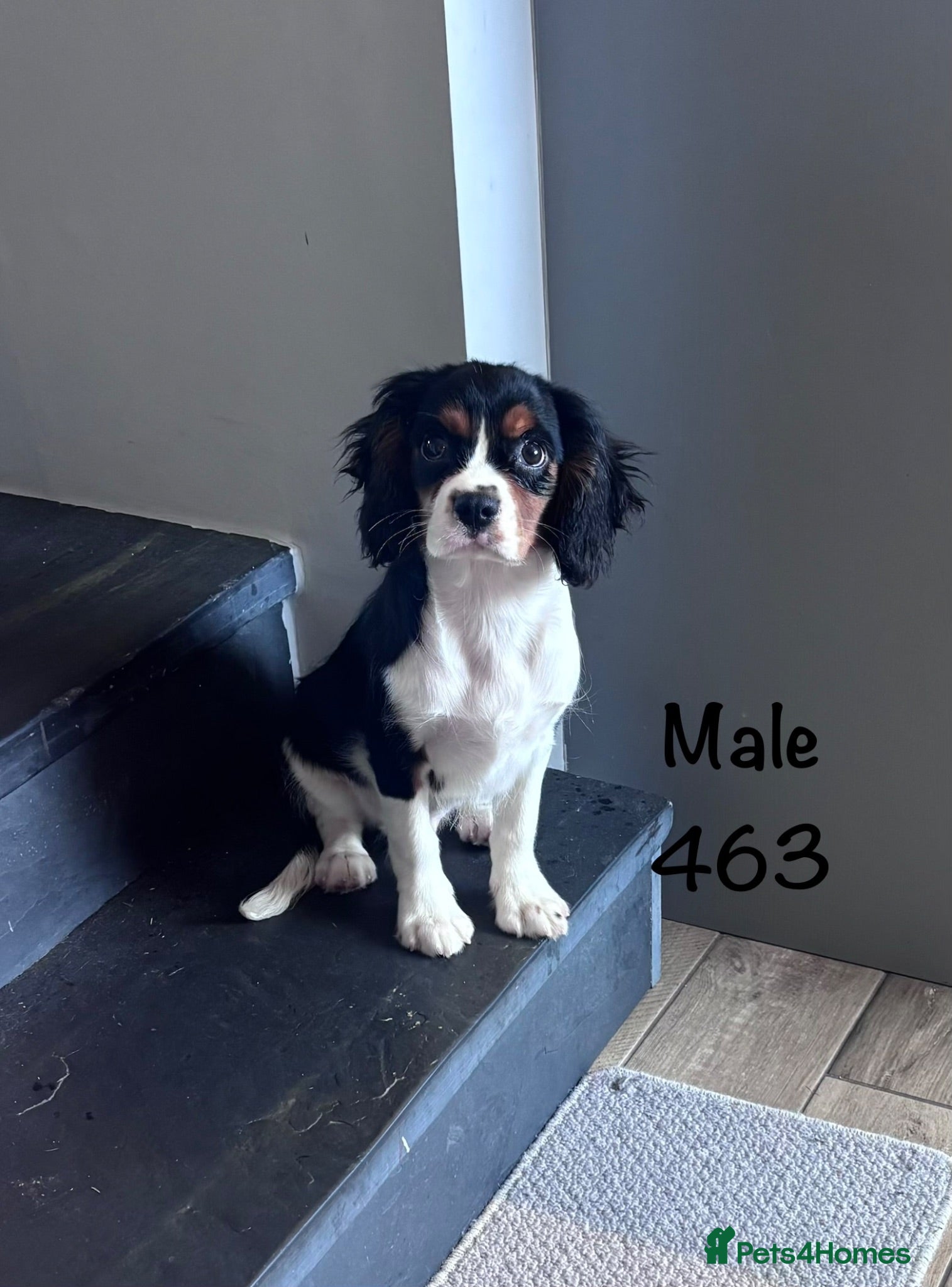 Cavalier King Charles Spaniel dogs Gorgeous chunky little puppies READY now - Advert 2