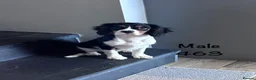 Cavalier King Charles Spaniel dogs for sale: Gorgeous chunky little puppies READY now - Advert 1