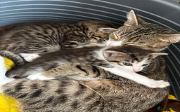 Mixed Breed cats for sale: 3 beautiful kitten  - Image 3