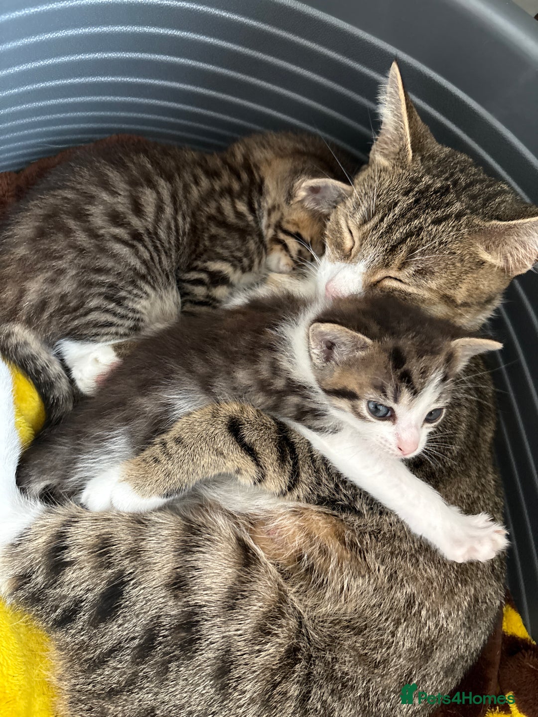 Mixed Breed cats for sale: 3 beautiful kitten  - Image 3