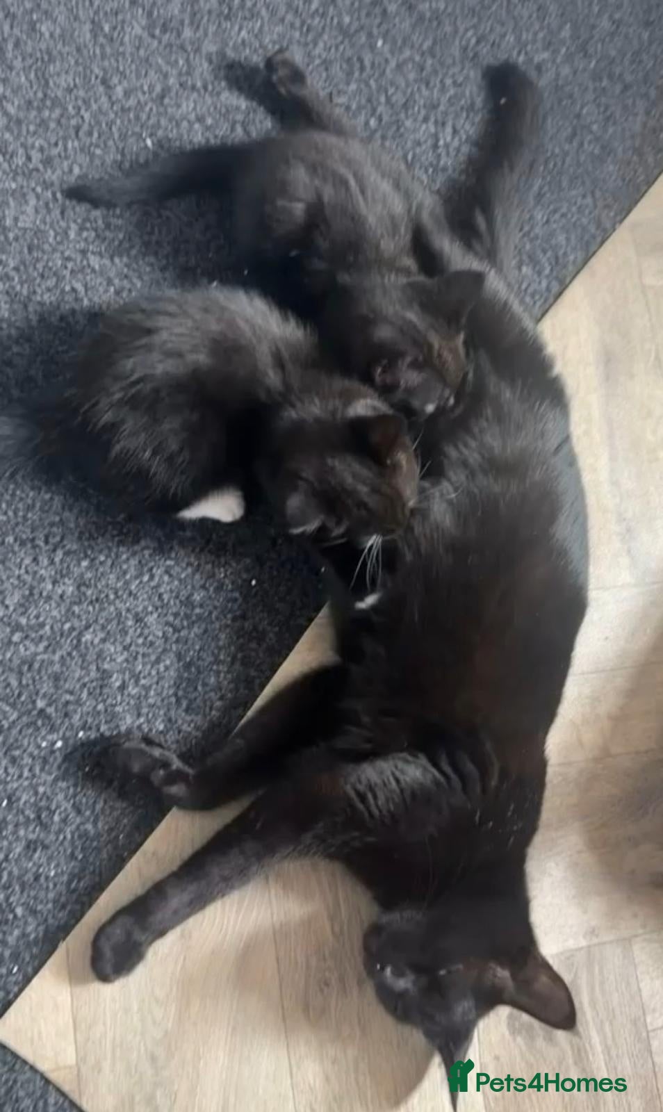 Bombay cats Black male cat for sale  - Advert 1