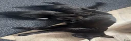 Bombay cats for sale: Black male cat for sale  in Halesowen - Advert 1