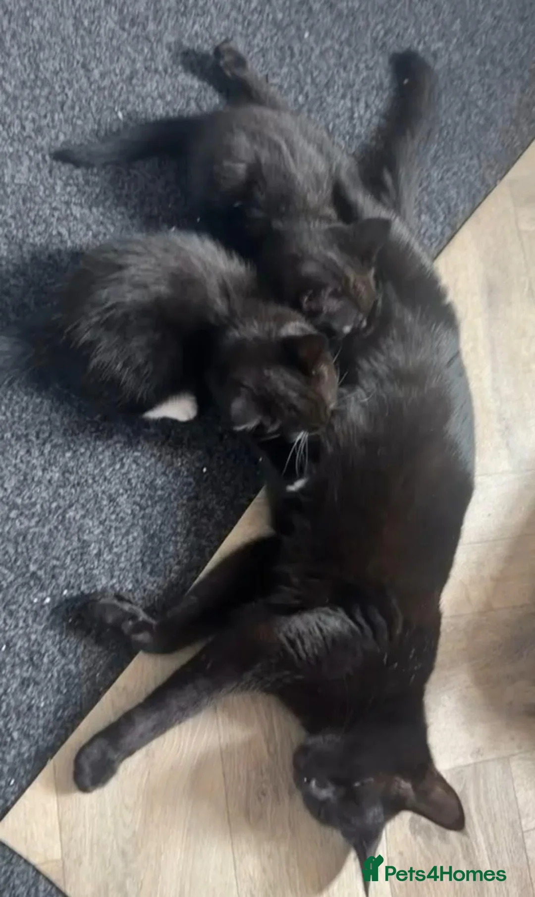 Bombay cats for sale: Black male cat for sale  in Halesowen - Advert 1