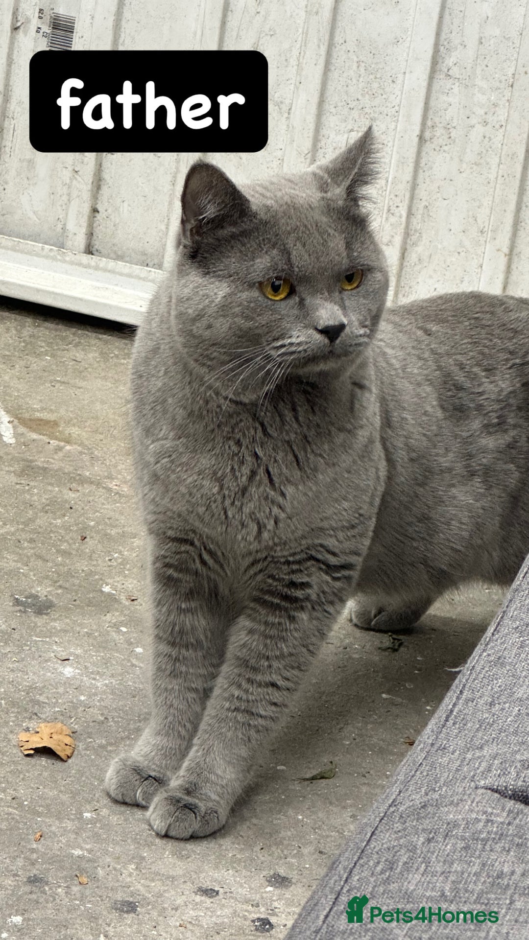 British Shorthair cats for sale: British Shorhair kittens!!! - Advert 4