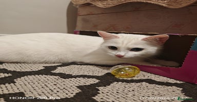 Khao Manee cats - Advert 7