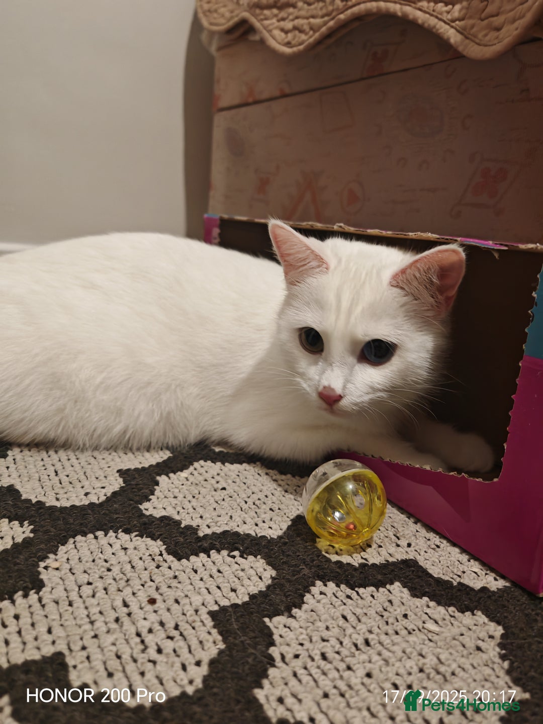 Khao Manee cats for sale: Beautiful 3 kittens  - Image 10