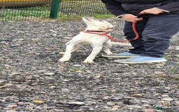 Mixed Breed dogs for adoption: JONNY - Image 6