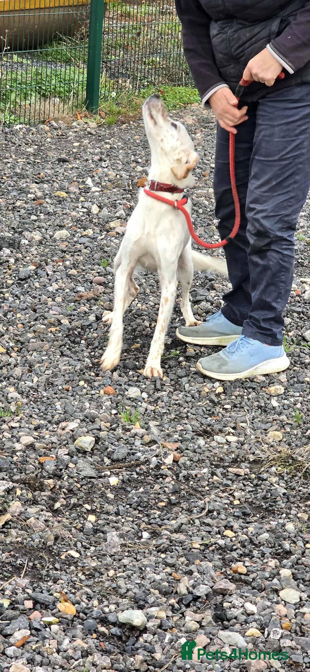 Mixed Breed dogs for adoption: JONNY - Image 6