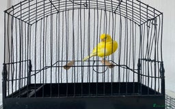 Canaries birds for sale: Fife canaries for sale  - Image 6