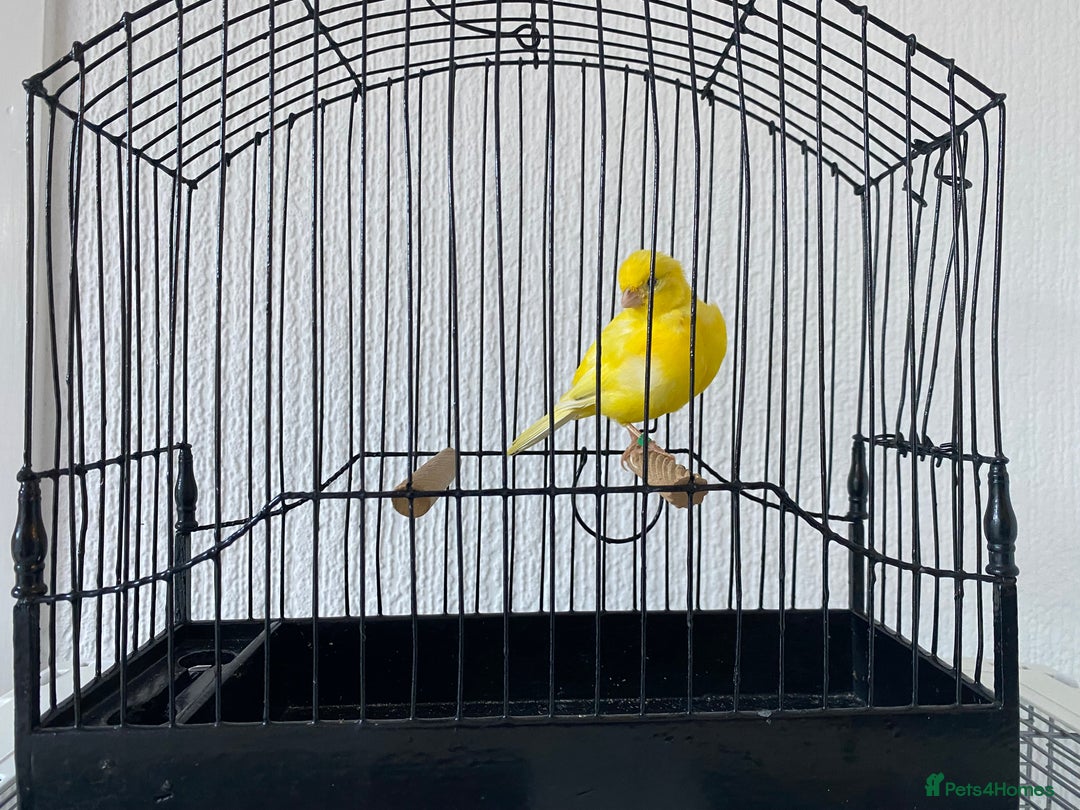 Canaries birds for sale: Fife canaries for sale  - Image 6