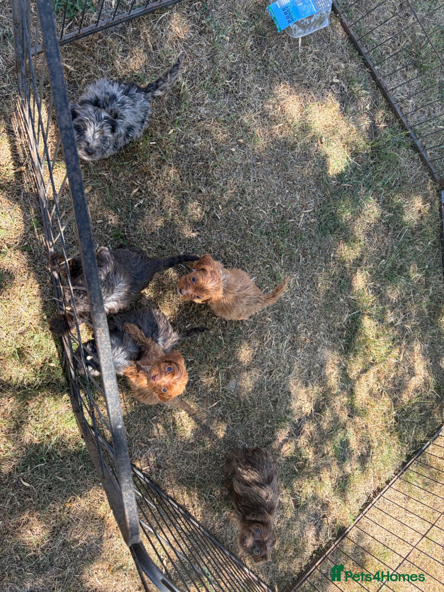 Cockapoo dogs F1 merle cockapoo puppy’s. - Advert 2